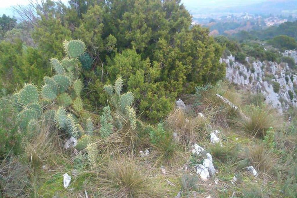 Proche D'Uzes La Terrasse Du Soleil Levant Collias Экстерьер фото